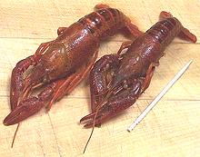 Two Whole Cooked Crayfish