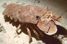 Live Mediterranean Slipper Lobster