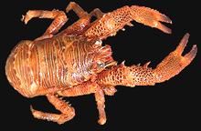 Live Squat Lobster