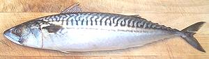 Atlantic Mackerel 04d