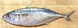 Indian Mackerel