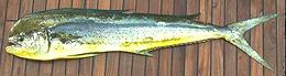 Whole Fish
