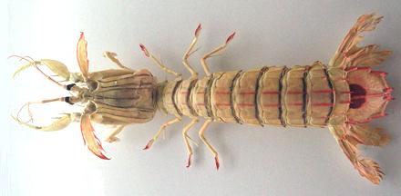 Whole Pacchero Mantis Shrimp