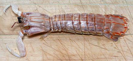 Shako Mantis Shrimp
