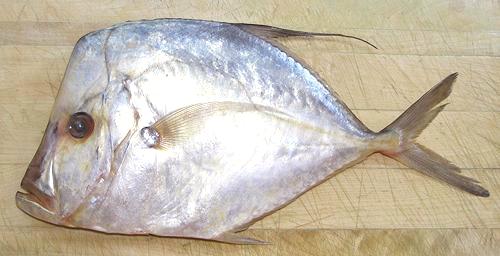 Whole Mexican Moonfish