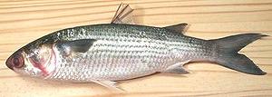 Gray Mullet