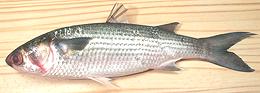 Whole Gray Mullet Fish