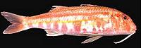 Whole Red Mullet Fish