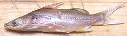 Whole Mystus Catfish