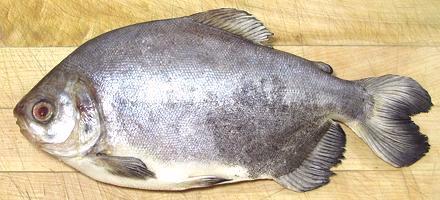 Whole Paku Fish