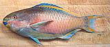 Parrotfish03