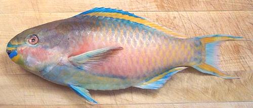 Whole Forsten's Parrotfish