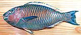 Parrotfish08