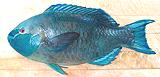 Parrotfish12