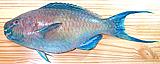 Parrotfish15