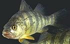 Yellow Perch