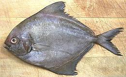 pomfret pompano fish niger family ingred sf clovegarden