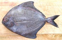 Whole Black Pomfret Fish