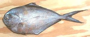 Pacific Pomfret Fish
