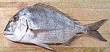 Red Seabream