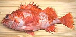 Whole Redbanded Rockfish 02e
