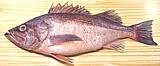 Bococcio Rockfish