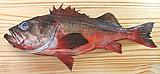 Mexican Rockfish