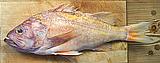 Canary Rockfish