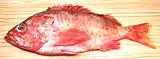 Yellowmouth Rockfish