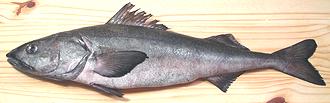 Fresh Fish