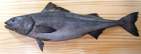 Whole Sablefish