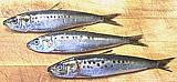 California Sardine