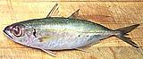 Bigeye Scad