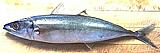 Mackerel Scad
