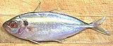 Yellowstripe Scad