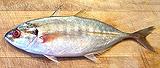 Yellowtail Scad