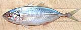 Yellowtail Scad