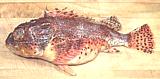 Scorpionfish