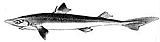 Spiny Dogfish