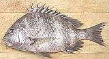 Sheephead Seabream