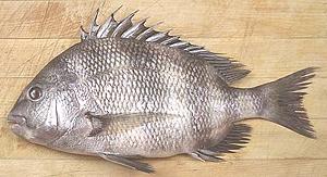 Sheepshead Seabream