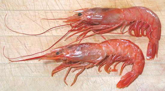 Two Head-on Argentine Red Shrimp