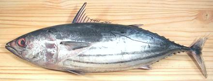 Whole Skipjack Tuna Fish