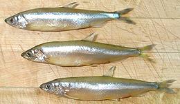 Three Day Smelts