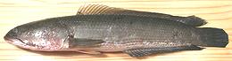 Whole Fish