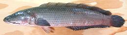Whole Snakehead Fish
