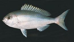 Whole Japanese Snapper