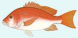 Northern Snapper