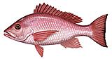 Northern Snapper