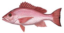 Drawing of Northern Red Snapper